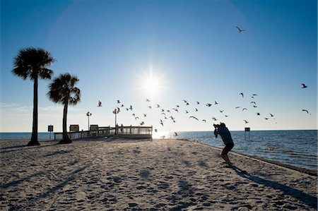silhouette of animals and birds - Photographer Taking Pictures of Seagulls, Hudson Beach, Florida, USA Stock Photo - Rights-Managed, Code: 700-03439234