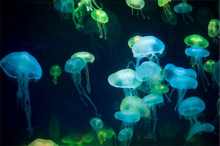 sea life under water not people - Jellyfish, Florida Aquarium, Tampa, Florida, USA Foto de stock - Con derechos protegidos, Código: 700-03439236