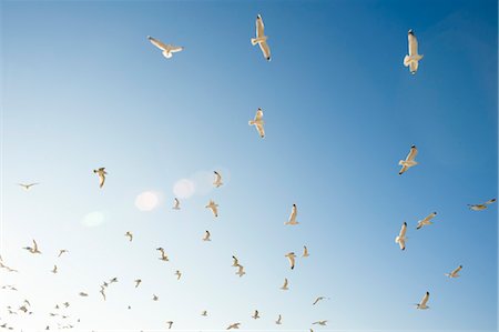 flock birds flying - Seagulls in Flight, Hudson Beach, Florida, USA Stock Photo - Rights-Managed, Code: 700-03439233