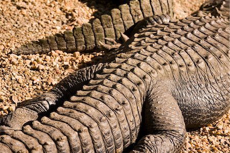 reptilien - Nahaufnahme des Krokodils Stockbilder - Lizenzpflichtiges, Bildnummer: 700-03439251