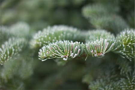 prickly - Close-up of Evergreen Tree Stock Photo - Rights-Managed, Code: 700-03439530