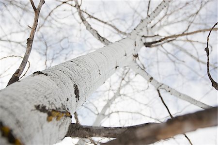 Aspen Trees in Winter, Steamboat Springs, Colorado, USA Foto de stock - Direito Controlado, Número: 700-03439891