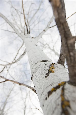 Aspen Trees in Winter, Steamboat Springs, Colorado, USA Foto de stock - Con derechos protegidos, Código: 700-03439892