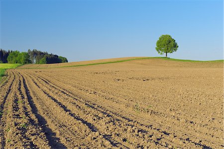 Lime Tree on Farm, Bavaria, Germany Stock Photo - Rights-Managed, Code: 700-03445254