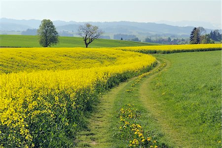 rodada - Chemins de roulement à travers le champ de Canola, Canton de Berne, Suisse Photographie de stock - Rights-Managed, Code: 700-03445257