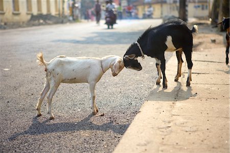 Goats Butting Heads on the Street in Kochi, Kerala, India Stock Photo - Rights-Managed, Code: 700-03445348