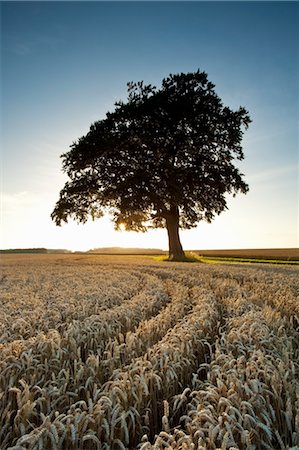 fagus - Beech Tree in Wheat Field at Sunset Foto de stock - Con derechos protegidos, Código: 700-03445415