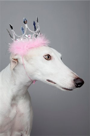 royauté - Greyhound portant couronne Photographie de stock - Rights-Managed, Code: 700-03445568