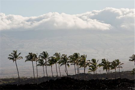 Plam Trees, Kona, The Big Island, Hawaii, USA Foto de stock - Con derechos protegidos, Código: 700-03445649