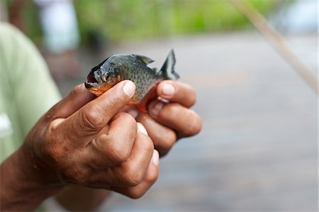 ecuadorian amazon - Man Holding Red-Bellied Piranha Stock Photo - Rights-Managed, Code: 700-03445679