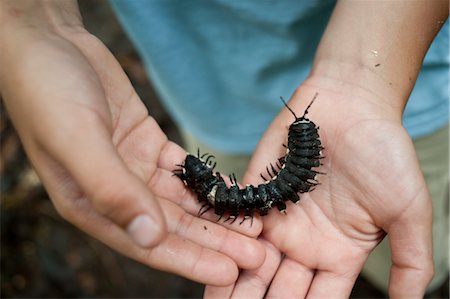 ecuadorian amazon - Hands Holding Grub Stock Photo - Rights-Managed, Code: 700-03445685