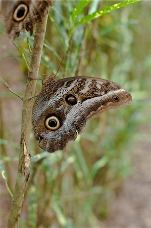 equador sacha lodge - Owl Butterfly Stock Photo - Rights-Managed, Code: 700-03445689