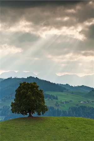 sky clouds rays - Tree, Switzerland Stock Photo - Rights-Managed, Code: 700-03445691