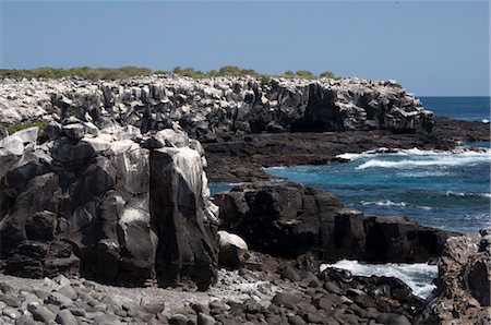 Birds at Punta Suarez, Espanola Island, Galapagos Islands, Ecuador Stock Photo - Rights-Managed, Code: 700-03445934