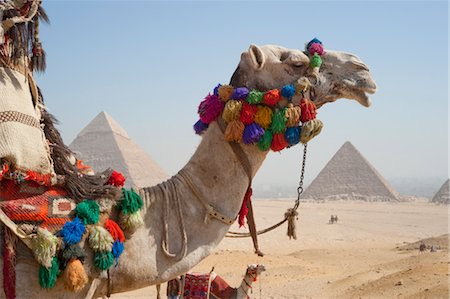 Camel in front of Pyramids, Giza, Egypt Stock Photo - Rights-Managed, Code: 700-03445955