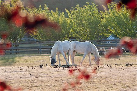 recinto - Horses, Whidbey Island, Washington, USA Fotografie stock - Rights-Managed, Codice: 700-03446117
