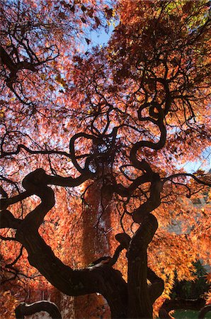 Arbre en automne, Oregon, Etats-Unis Photographie de stock - Rights-Managed, Code: 700-03446113