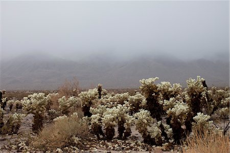 desert sunset landscape cactus - Cactus in the Desert, Joshua Tree, San Bernardino County, California, USA Stock Photo - Rights-Managed, Code: 700-03446182