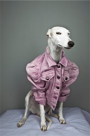 quirky - Greyhound Wearing Jacket Stock Photo - Rights-Managed, Code: 700-03448779