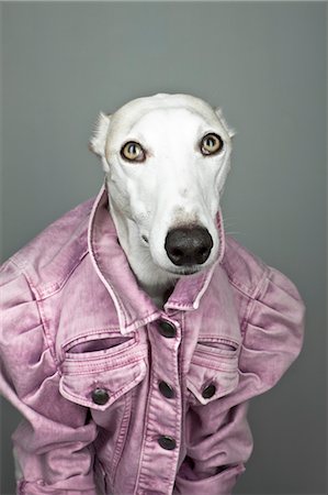 funny animal not people - Greyhound Wearing Jacket Stock Photo - Rights-Managed, Code: 700-03448780