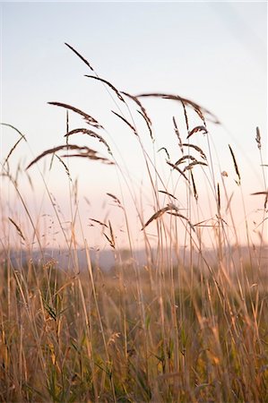 Field of Tall Grass on a Summer Evening, Suavie Island, Oregon, USA Foto de stock - Con derechos protegidos, Código: 700-03440011