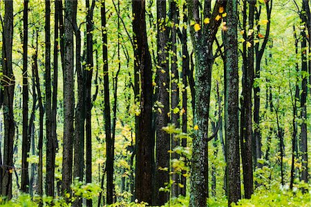 Hardwood Trees, Blue Ridge Parkway, Appalachian Mountains, Virginia, USA Foto de stock - Con derechos protegidos, Código: 700-03440221