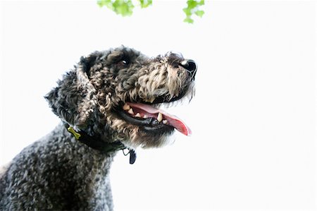 fang - Portrait de Labradoodle Photographie de stock - Rights-Managed, Code: 700-03454544