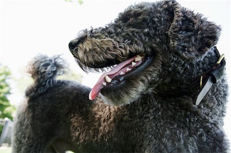 dog muzzle - Portrait of Labradoodle Stock Photo - Rights-Managed, Code: 700-03454545