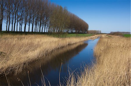 plants in the netherlands - Reeds in Ditch, Zeeland, Netherlands Stock Photo - Rights-Managed, Code: 700-03456529