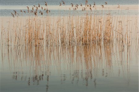 reeds - Reeds in Water, Giethoorn, Overijssel, Netherlands Stock Photo - Rights-Managed, Code: 700-03456535