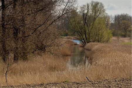 Fossé de roseaux et d'arbres, Wolphaartsdijk, Pays-Bas Photographie de stock - Rights-Managed, Code: 700-03456530