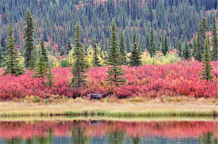 Caribou et automne toundra, Alaska, USA Photographie de stock - Rights-Managed, Code: 700-03451127