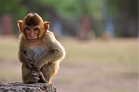 Crab-eating Macaque at Phra Prang Sam Yot, Lopburi, Thailand Stock Photo - Rights-Managed, Code: 700-03451225