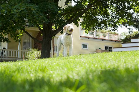 Goldendoodle Standing in Backyard Foto de stock - Con derechos protegidos, Código: 700-03451286