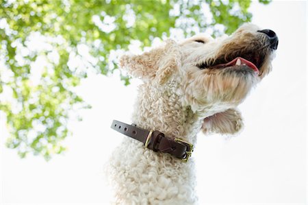 dogs leaves - Low Angle of Goldendoodle Stock Photo - Rights-Managed, Code: 700-03451287