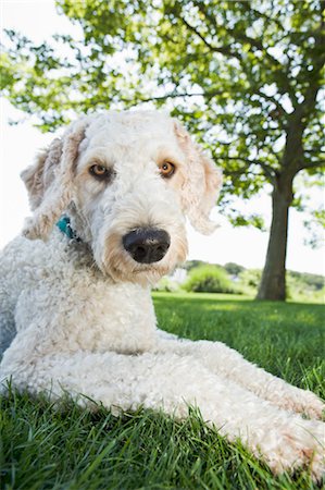 simsearch:600-07529206,k - Goldendoodle Resting near Tree in Backyard Stock Photo - Rights-Managed, Code: 700-03451290