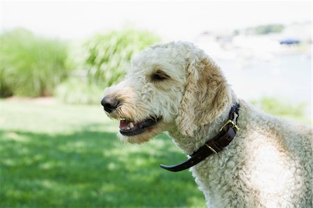 Goldendoodle Outdoors Photographie de stock - Rights-Managed, Code: 700-03451292