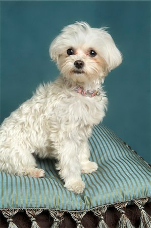 Teacup Maltese Stock Photo - Rights-Managed, Code: 700-03451410