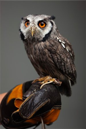 dark background - Gantées de hibou perché sur sa main Photographie de stock - Rights-Managed, Code: 700-03451644