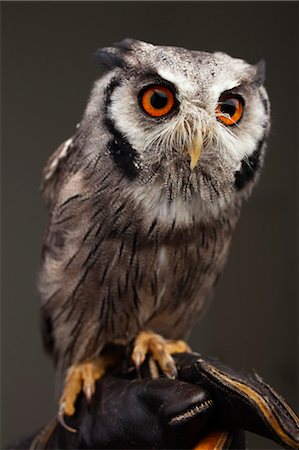 Owl Stock Photo - Rights-Managed, Code: 700-03451645