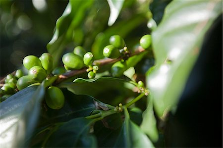 plantation de café - Grains de café, Boquete, Chiriqui, Panama Photographie de stock - Rights-Managed, Code: 700-03466356