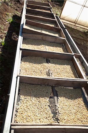 plantación de café - Coffee Beans, Boquete, Chiriqui, Panama Foto de stock - Con derechos protegidos, Código: 700-03466359