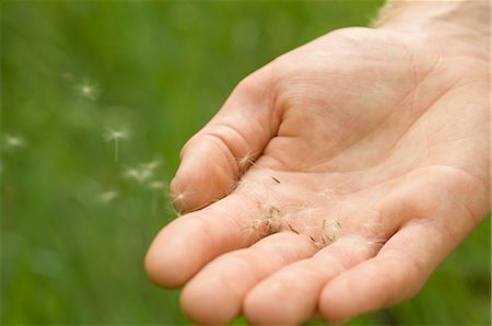 Hand with Dandelion Seeds Foto de stock - Con derechos protegidos, Código: 700-03466539