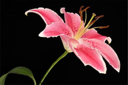 single flower - Close-up of Stargazer Lily Stock Photo - Rights-Managed, Code: 700-03466541