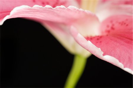 Close-up of Stargazer Lily Stock Photo - Rights-Managed, Code: 700-03466542
