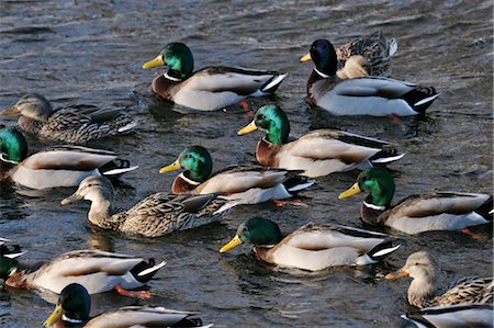 rio ottawa - Mallard Ducks, Rideau River, Ottawa, Ontario, Canada Foto de stock - Direito Controlado, Número: 700-03466614