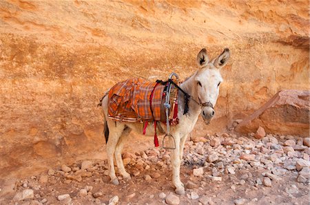 Donkey, Petra, Jordan, Middle East Foto de stock - Con derechos protegidos, Código: 700-03460399