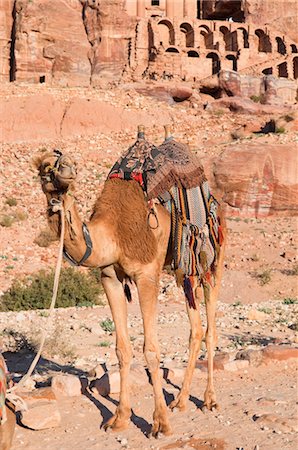 Kamel vor Urn Grab, Petra, Jordanien, Naher Osten Stockbilder - Lizenzpflichtiges, Bildnummer: 700-03460402