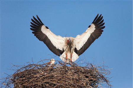 stork's nest - Nid de renforcement des cigognes blanches Photographie de stock - Rights-Managed, Code: 700-03478634