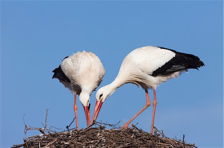 stork's nest - Nid de renforcement des cigognes blanches Photographie de stock - Rights-Managed, Code: 700-03478630